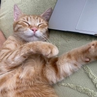 Sarman, Kedi  Ballı fotoğrafı