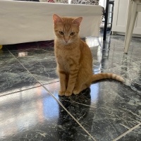 Sarman, Kedi  Ballı fotoğrafı
