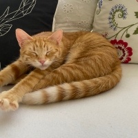 Sarman, Kedi  Ballı fotoğrafı