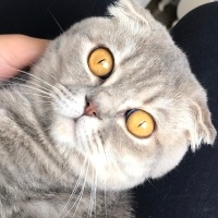 Scottish Fold, Kedi  Rich fotoğrafı