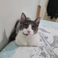 Norwegian Forest, Kedi  mochi fotoğrafı