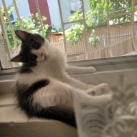 Norwegian Forest, Kedi  mochi fotoğrafı