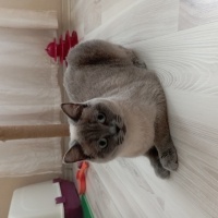 British Shorthair, Kedi  şımarık fotoğrafı
