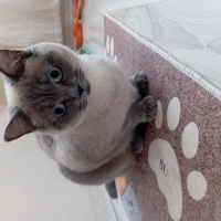 British Shorthair, Kedi  şımarık fotoğrafı