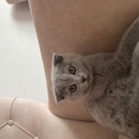 Scottish Fold, Kedi  Maya fotoğrafı
