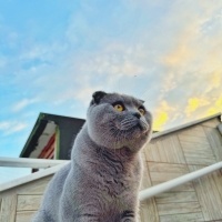Scottish Fold, Kedi  Yuumi fotoğrafı