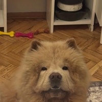 Chow Chow (çin Aslanı), Köpek  Bomi fotoğrafı