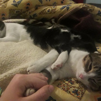 Tekir Kedi, Kedi  barış fotoğrafı