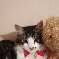 Tekir Kedi, Kedi  Pascal fotoğrafı
