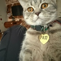 British Shorthair, Kedi  PATİ fotoğrafı