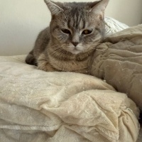 British Shorthair, Kedi  PATİ fotoğrafı