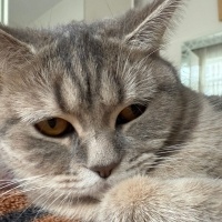 British Shorthair, Kedi  PATİ fotoğrafı