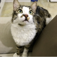 Tekir Kedi, Kedi  Archi fotoğrafı
