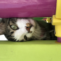 Tekir Kedi, Kedi  Archi fotoğrafı
