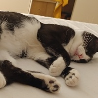 Tuxedo (Smokin) Kedi, Kedi  Süslü fotoğrafı