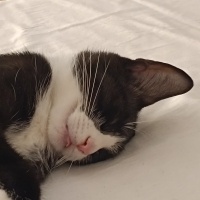 Tuxedo (Smokin) Kedi, Kedi  Süslü fotoğrafı