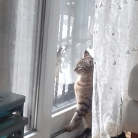 Tekir Kedi, Kedi  Fındık fotoğrafı