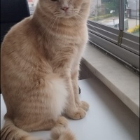 British Longhair, Kedi  Merkür fotoğrafı