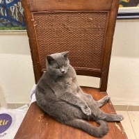 British Shorthair, Kedi  Goya fotoğrafı