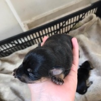 Minyatür Pinscher, Köpek  Pincher yavru fotoğrafı