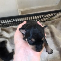 Minyatür Pinscher, Köpek  Pincher yavru fotoğrafı