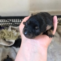 Minyatür Pinscher, Köpek  Pincher yavru fotoğrafı