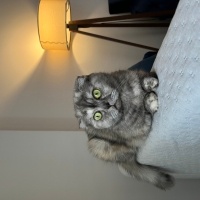 Scottish Fold, Kedi  Şoker fotoğrafı