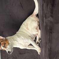 Jack Russell Terrier, Köpek  Lori fotoğrafı