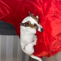 Jack Russell Terrier, Köpek  Lori fotoğrafı