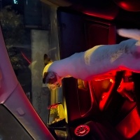 Jack Russell Terrier, Köpek  Lori fotoğrafı