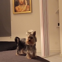 Yorkshire Terrier, Köpek  Jojo fotoğrafı