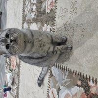 British Shorthair, Kedi  Muhtar fotoğrafı