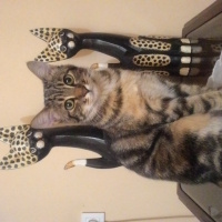 Tekir Kedi, Kedi  Pufi fotoğrafı