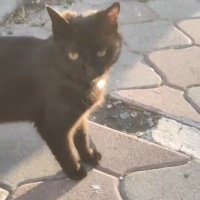 Tekir Kedi, Kedi  Karam fotoğrafı