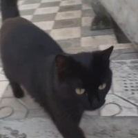 Tekir Kedi, Kedi  Karam fotoğrafı