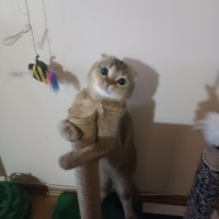 Scottish Fold, Kedi  Paşa fotoğrafı