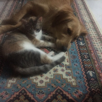 Tekir Kedi, Kedi  Mişa fotoğrafı