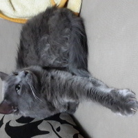 Nebelung, Kedi  Duman fotoğrafı