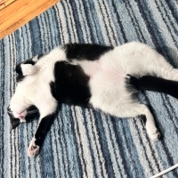Tekir Kedi, Kedi  Gazoz fotoğrafı