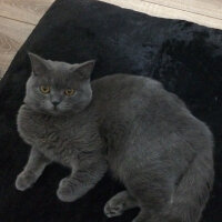 British Shorthair, Kedi  Poyraz fotoğrafı