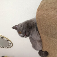 British Shorthair, Kedi  Poyraz fotoğrafı