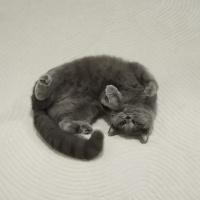British Shorthair, Kedi  Püskül fotoğrafı