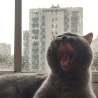 British Shorthair, Kedi  Püskül fotoğrafı