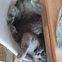 British Shorthair, Kedi  Püskül fotoğrafı