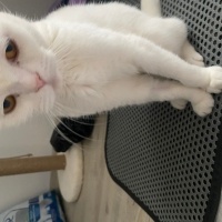Scottish Fold, Kedi  Bal fotoğrafı