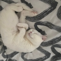 Scottish Fold, Kedi  Bal fotoğrafı