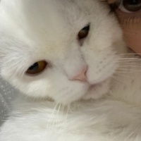 Scottish Fold, Kedi  Bal fotoğrafı