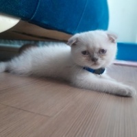 Scottish Fold, Kedi  Kedi fotoğrafı