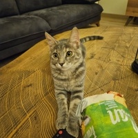 Tekir Kedi, Kedi  Ira fotoğrafı