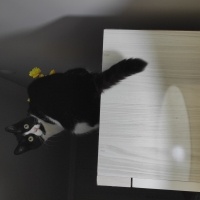 Tekir Kedi, Kedi  Müjgan fotoğrafı
